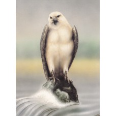 WATERMARK GREETING CARD PERCHED  SEA EAGLE